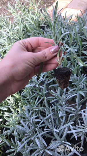 Лаванда рассада