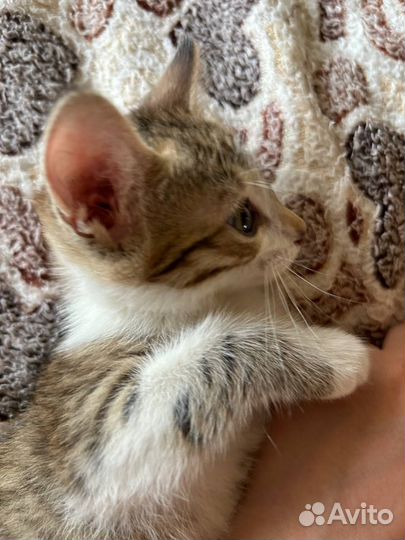 Котенок (девочка) 1,5 месяца в добрые руки