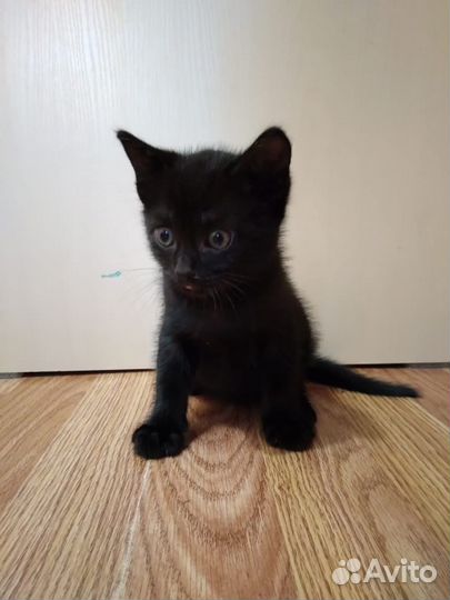 Отдам котенка в добрые руки