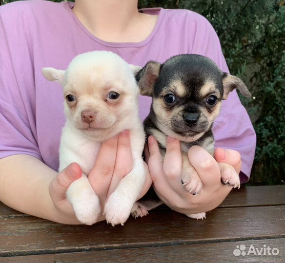 Девочки стандарт чихуахуа