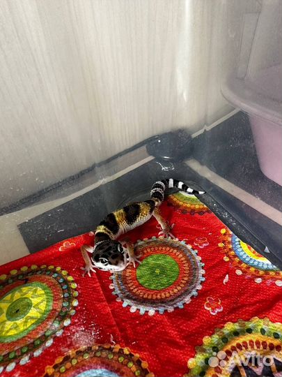 Эублефары самцы