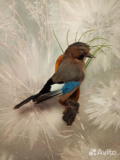 Чучело сойка