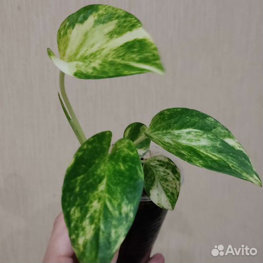 Комнатные растения