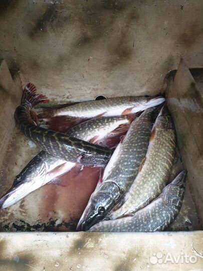 Охота и рыбалка