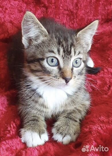 Чудесный малыш в поисках дома