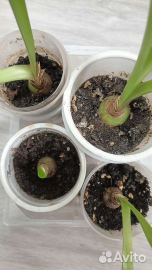 Гиппеаструм красный детки