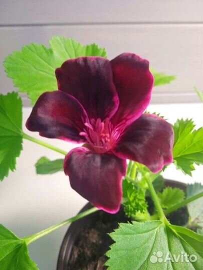 Королевская пеларгония и другие