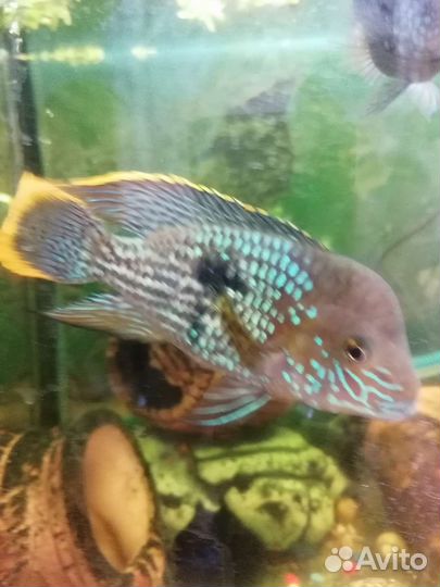 Акара бирюзовая молодь