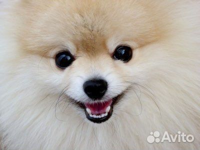 Ультразвуковая чистка зубов собаке кошке