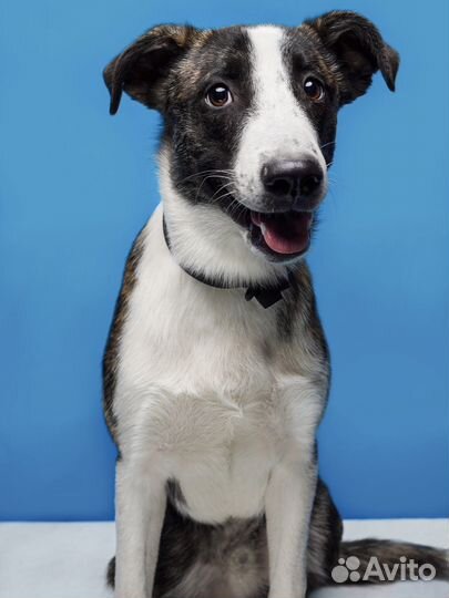 Красавчик щенок в добрые руки