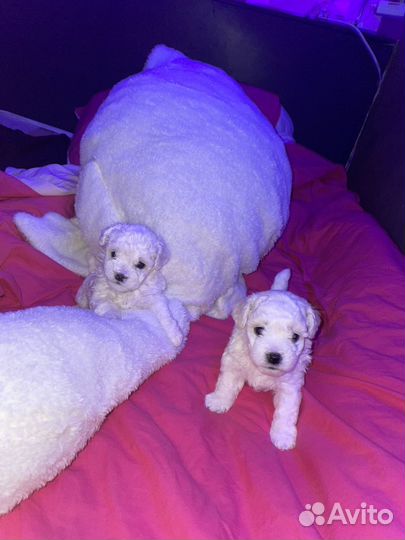Щенки бишон фризе