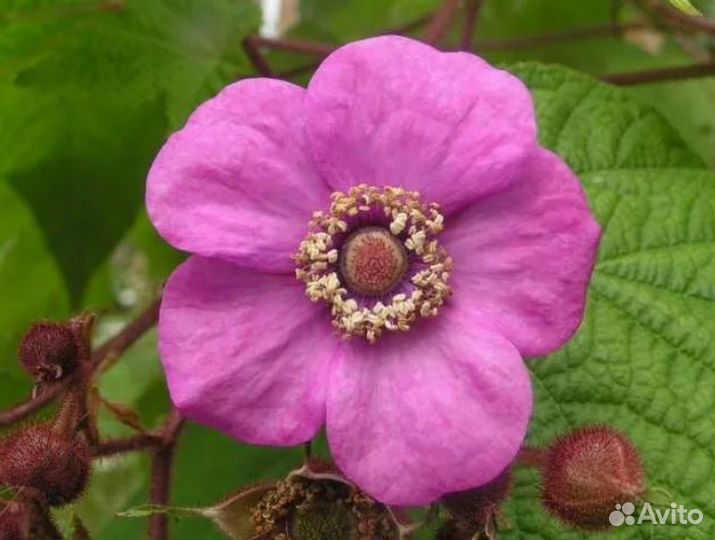 Малиноклен Калифорния. Декоративный долгоцветущий