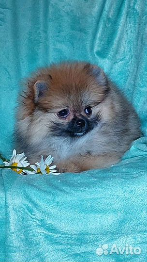 Щенки немецкого шпица