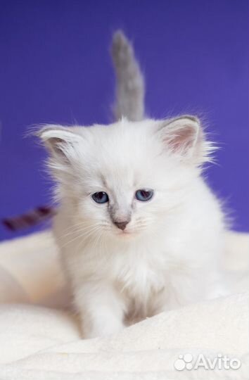 Невские маскарадные котята