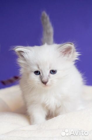 Невские маскарадные котята