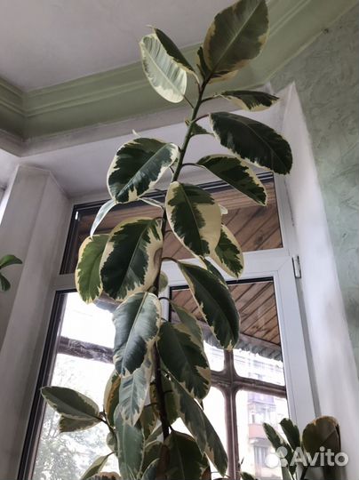 Фикус