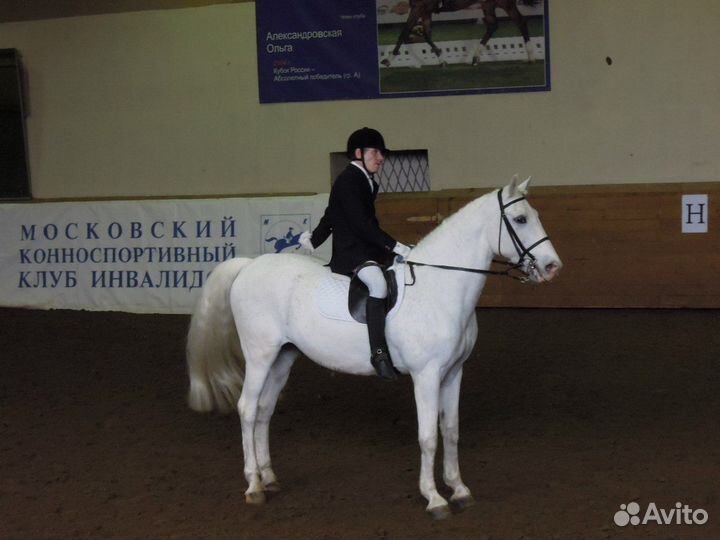 Драйвинг, иппотерапия,адаптивная,развив. верх.езда