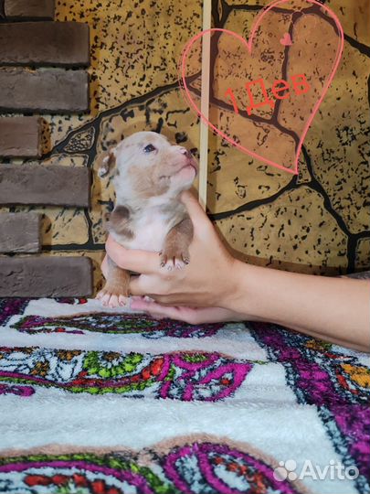 Щенок американский булли мерль шоколад