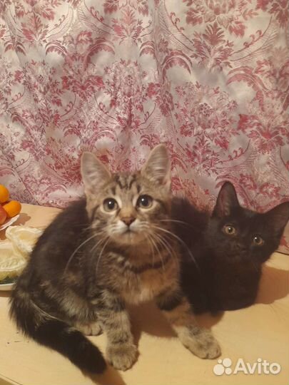 Отдам в добрые руки котят