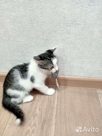 Котенок девочка бесплатно