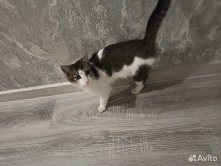 Найден котёнок