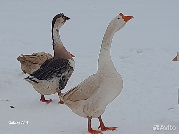 Гусята суточные