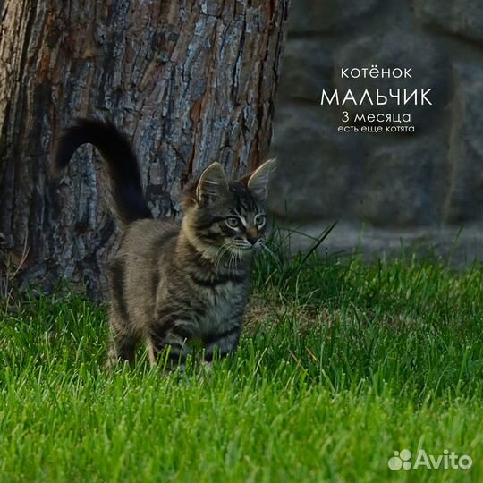 Котята мальчики