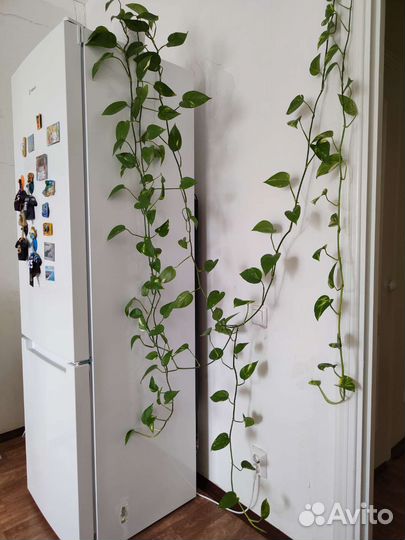 Сциндапсус укорененный