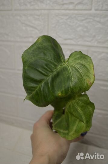 Сингониум макрофиллум фростед хард