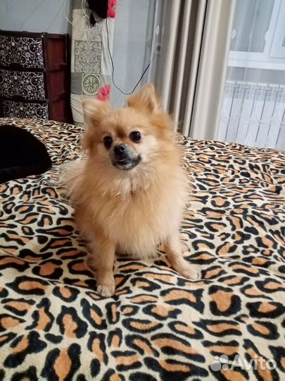 Померанский шпиц девочка