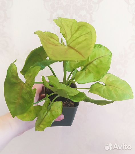 Сингониумы сортовые