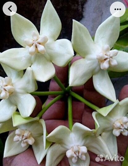 Хойя Империалис альба