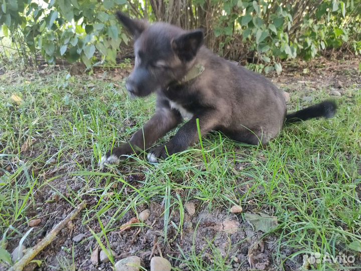 Щенок помесь хаски