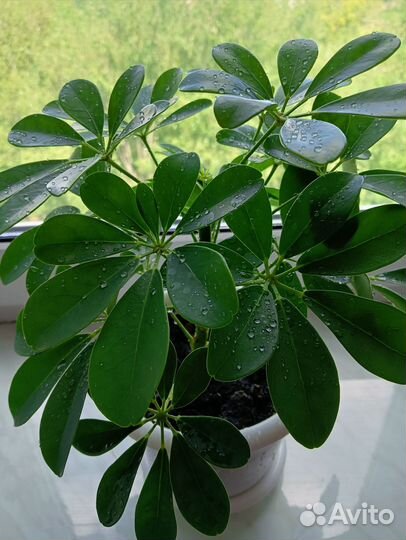 Комнатные цветы шефлера