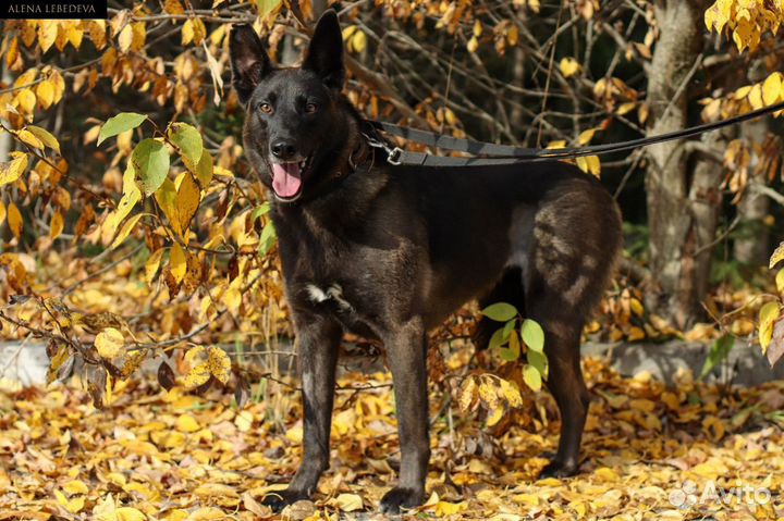 Собака Урсула