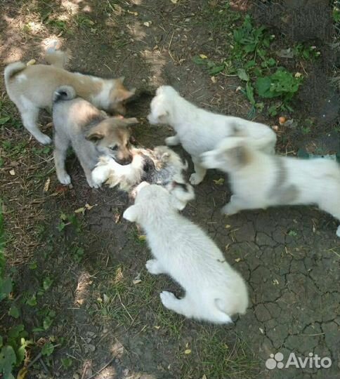 Западно сибирская лайка