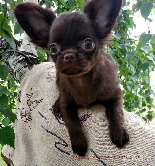 Щенки чихуахуа мальчики