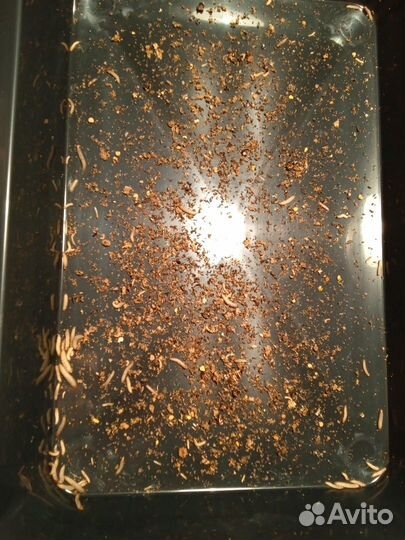 Личинки восковой моли