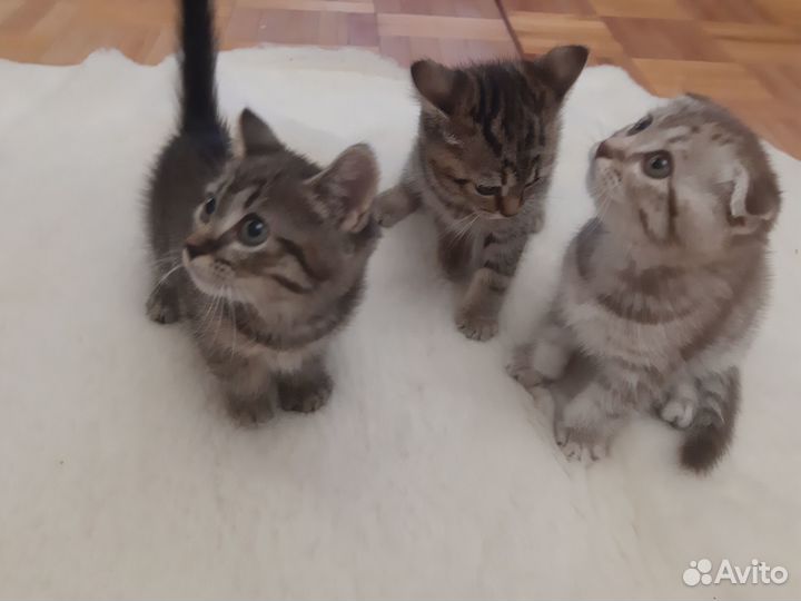 Британские котята