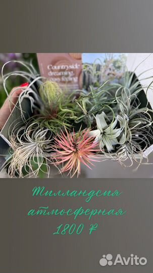 Тилландсия атмосферная