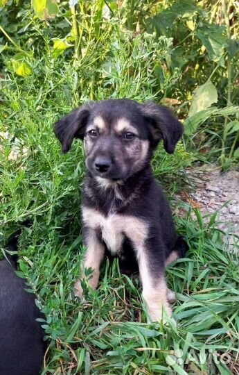 Щенки бесплатно