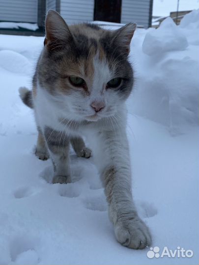 Рыжий котик