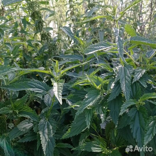 Веники из крапивы