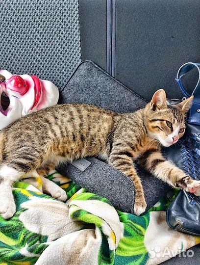 Котёнок через 3 дня окажется на улице