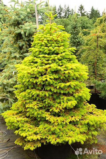 Пихты различных и редких сортов, саженцы зкс