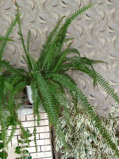 Цветы для дома и офиса