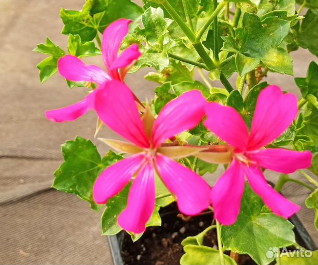 Пеларгония плющелистная Balcon Noa - молодое расте