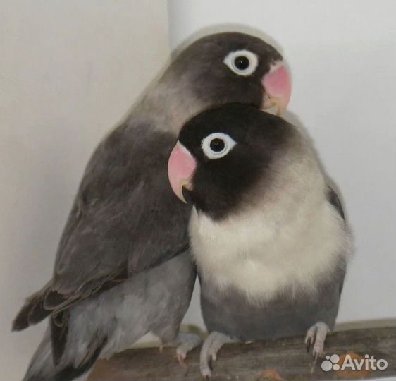 Неразлучник Масковый черный