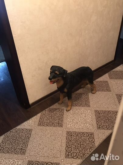 Собака декор во двор