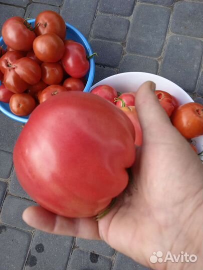Помидор